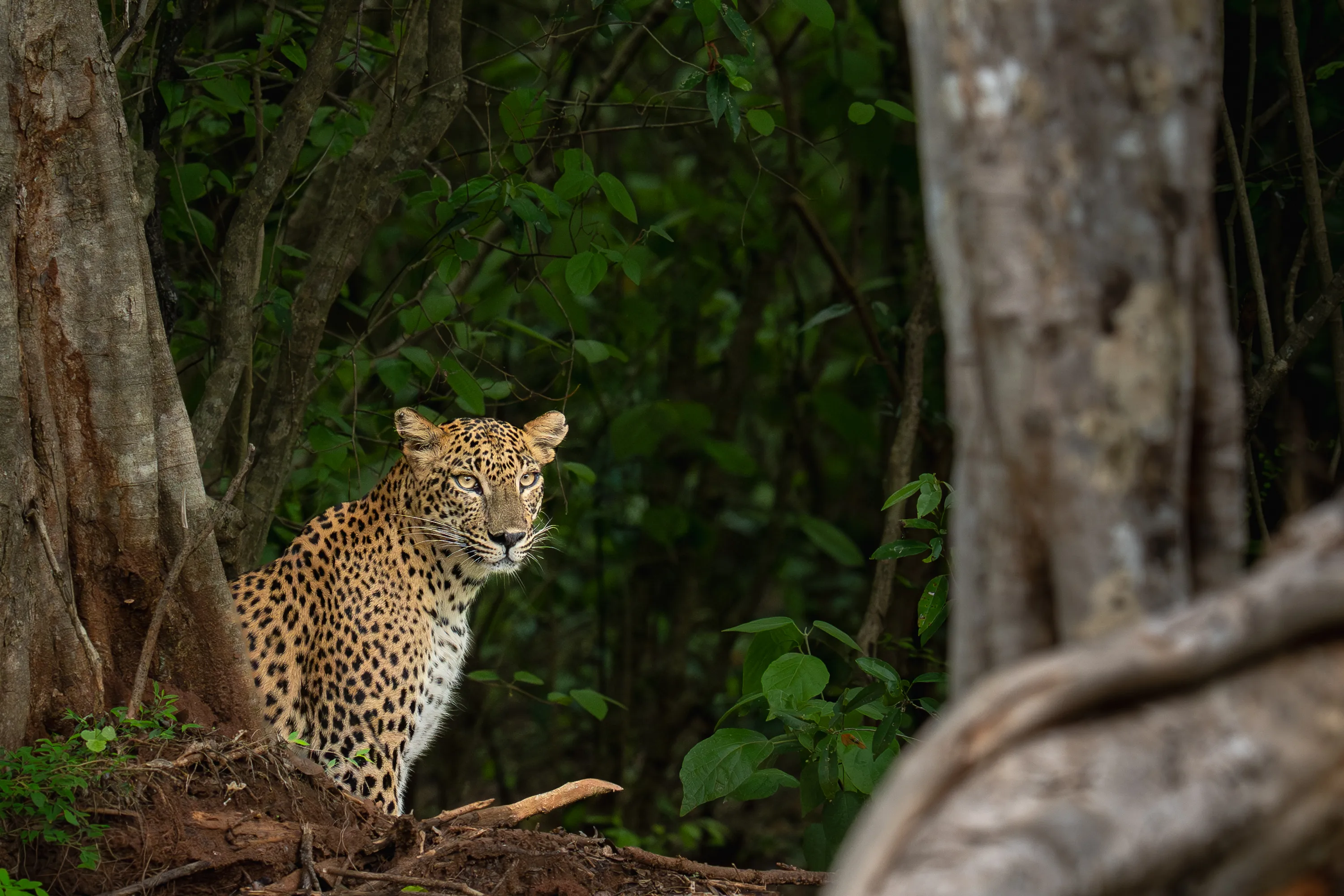 Sri Lanka Leopard Intensive gallery image 14